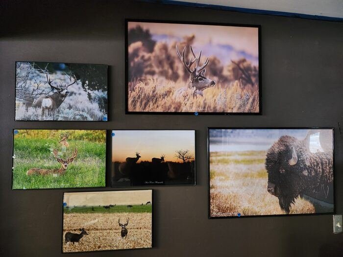 Shad Thomas Photography wildlife prints